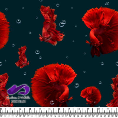 Poisson combattant siamois rouge avec des bulles sur fond noir