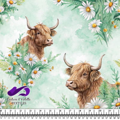 Vaches des Highlands parmi des marguerites